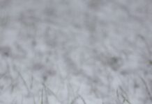 새해 결심, 마음의 평화를 찾는 방법 white snow on green grass field