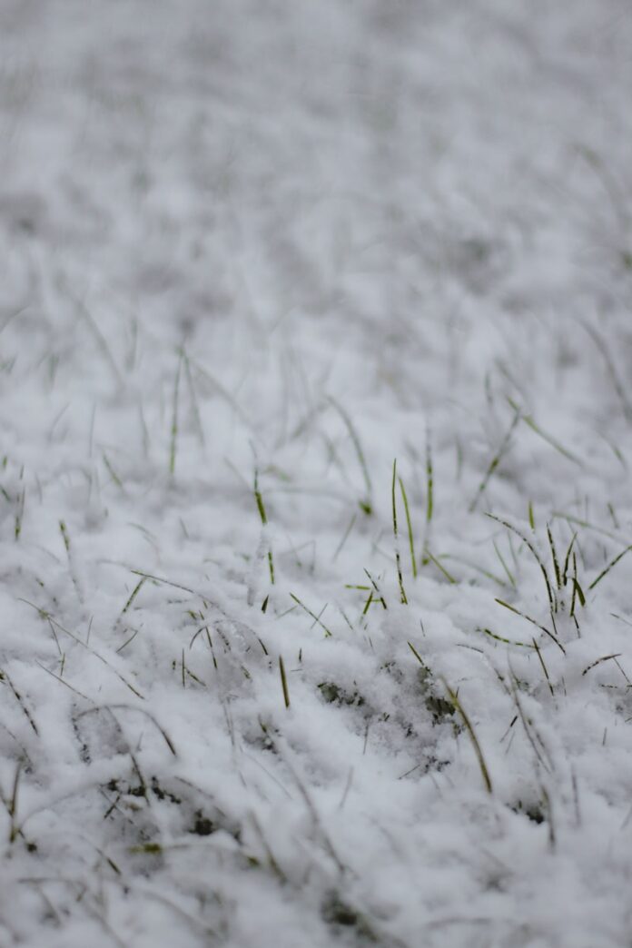 Photo by pure julia white snow on green grass field