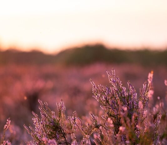 실외 활동과 건강한 다이어트를 위한 봄철 운동계획 A field of purple flowers with a sunset in the background