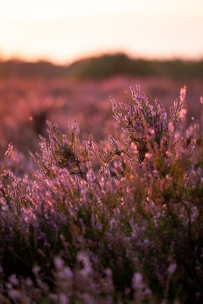 A field of purple flowers with a sunset in the background