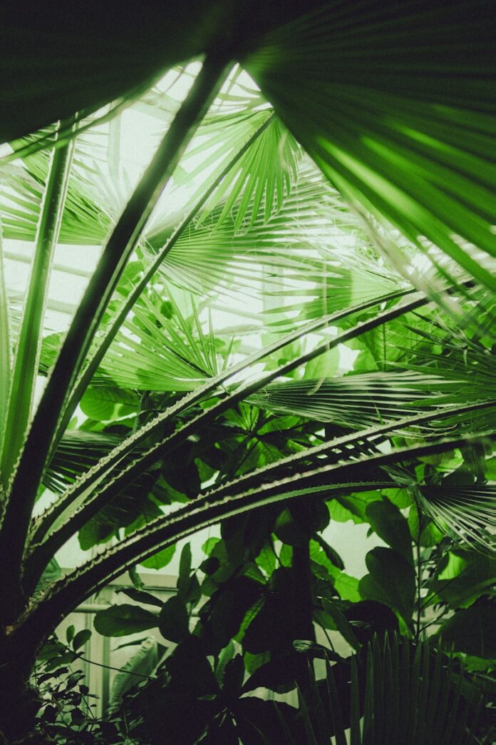 Photo by Hanna Lazar Vibrant green plants fill the frame in this image.