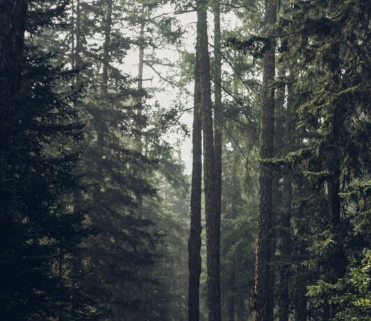 마음 건강 지키기, 일상 속 작은 습관부터 시작하세요 Forest during daytime