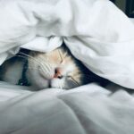 숙면, 건강 트렌드의 중심으로… 한국인의 실천 루틴 제안 white cat sleeps under white comforter