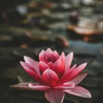 정신건강, 일상 속 작은 변화로 지킨다…‘마음 챙김’이 주목받는 이유 pink and white lotus flower